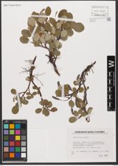 Foto von Salix reticulata L.